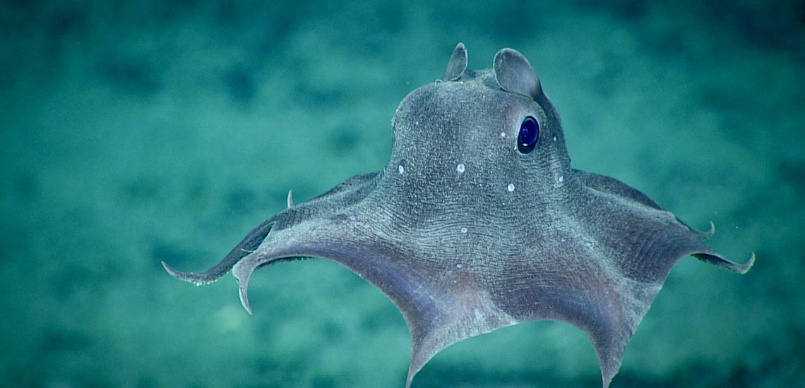 A small gray octopus swimming in the foreground, with blue-green sea bed in the background