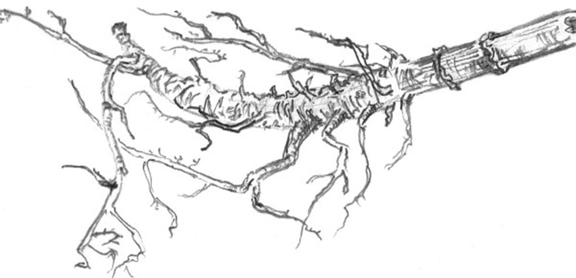 Black and white image of neurones